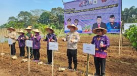 Penanaman simbolis bibit Jahe Merah dan Kunyit bantuan dari DPKP Kabupaten Tangerang 