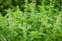 Daun Kemangi atau warga Sunda menyebutnya Daun Surawung