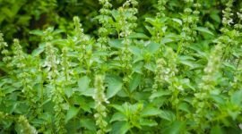 Daun Kemangi atau warga Sunda menyebutnya Daun Surawung