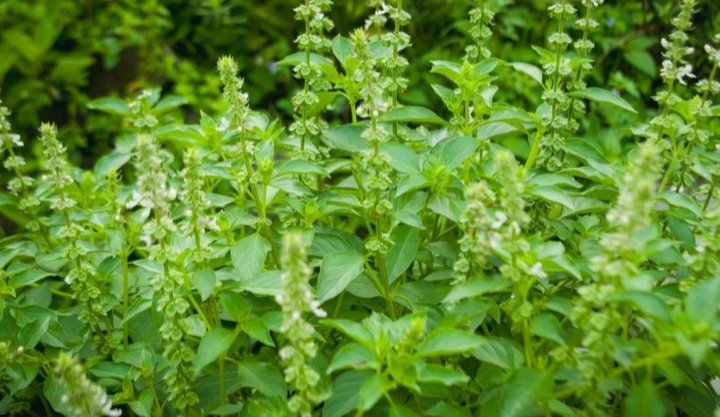 Daun Kemangi atau warga Sunda menyebutnya Daun Surawung