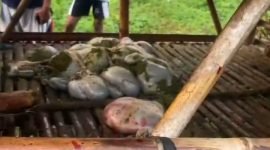 Pencurian hewan ternak kambing dengan dipotong didalam kandang dengan hanya menyisakan tumpukan kotorannya terjadi di Kp Daraham Desa Jambe Kecamatan Jambe Kabupaten Tangerang pada Rabu (28/05/2025)