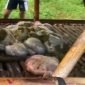 Pencurian hewan ternak kambing dengan dipotong didalam kandang dengan hanya menyisakan tumpukan kotorannya terjadi di Kp Daraham Desa Jambe Kecamatan Jambe Kabupaten Tangerang pada Rabu (28/05/2025)