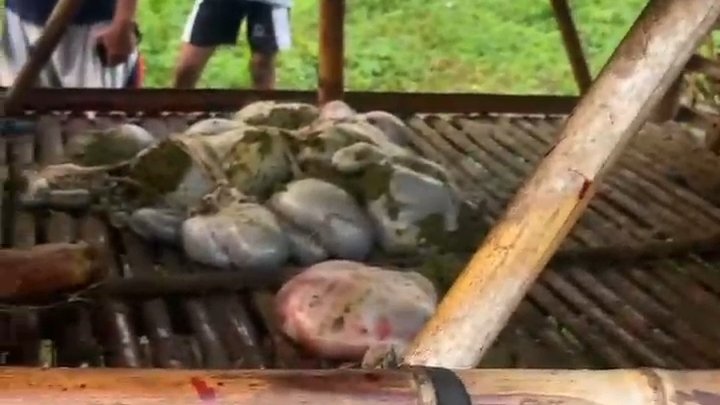 Pencurian hewan ternak kambing dengan dipotong didalam kandang dengan hanya menyisakan tumpukan kotorannya terjadi di Kp Daraham Desa Jambe Kecamatan Jambe Kabupaten Tangerang pada Rabu (28/05/2025)