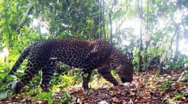 Macan Tutul Jawa (Panthera Pardus Melas) yang terkena jepretan kamera jebak tim ekspedisi macan tutul jawa TNI AD di area Gunung Sanggabuana. (Dok. Dispenad)