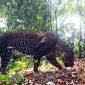 Macan Tutul Jawa (Panthera Pardus Melas) yang terkena jepretan kamera jebak tim ekspedisi macan tutul jawa TNI AD di area Gunung Sanggabuana. (Dok. Dispenad)