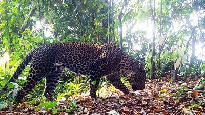 Macan Tutul Jawa (Panthera Pardus Melas) yang terkena jepretan kamera jebak tim ekspedisi macan tutul jawa TNI AD di area Gunung Sanggabuana. (Dok. Dispenad)