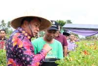 Bupati Tangerang Maesyal Rasyid saat panen Raya Cabai Setan di Desa Kemuning Kecamatan Legok 