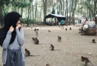 Ketika pengunjung tidak terlalu ramai maka monyet-monyet di Kramat Solear banyak yang mendatangi meminta makanan (foto lama)