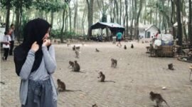 Ketika pengunjung tidak terlalu ramai maka monyet-monyet di Kramat Solear banyak yang mendatangi meminta makanan (foto lama)