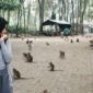 Ketika pengunjung tidak terlalu ramai maka monyet-monyet di Kramat Solear banyak yang mendatangi meminta makanan (foto lama)