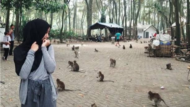 Ketika pengunjung tidak terlalu ramai maka monyet-monyet di Kramat Solear banyak yang mendatangi meminta makanan (foto lama)